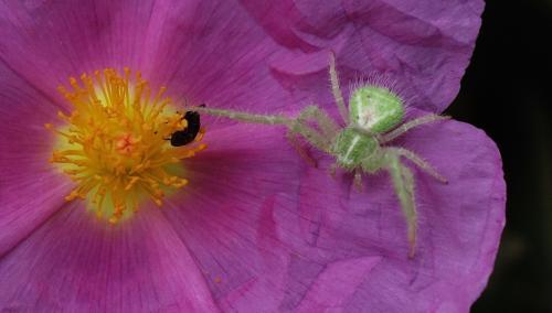 Heriaeus hirtus
